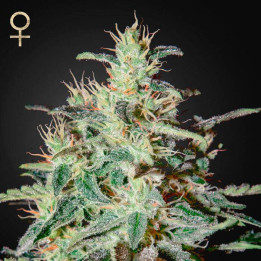 White Lemon (Strain Hunters)
