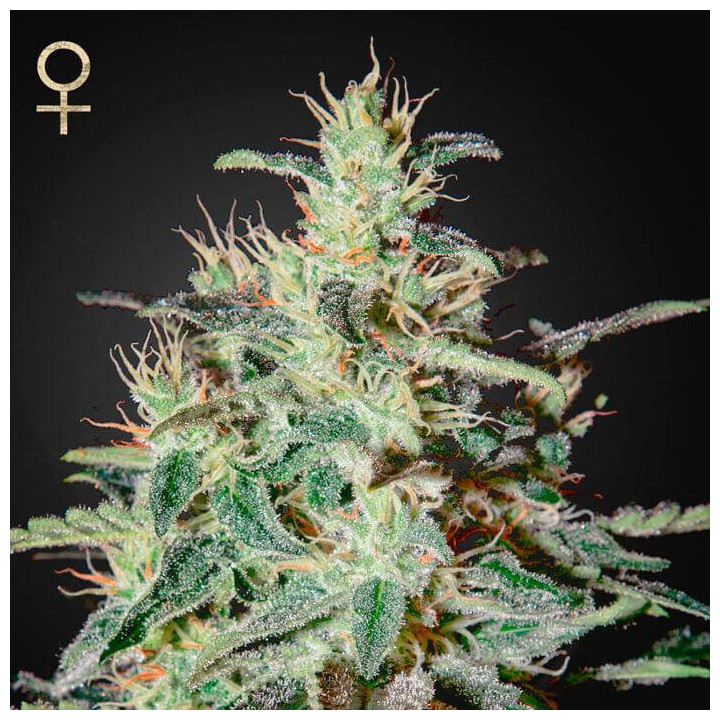 White Lemon (Strain Hunters)