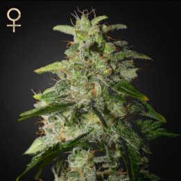 Money Maker (Strain Hunters)