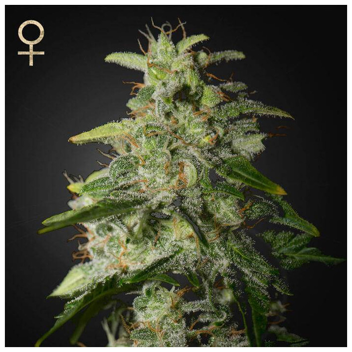 Money Maker (Strain Hunters)