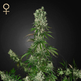White Strawberry Skunk (Strain Hunters)