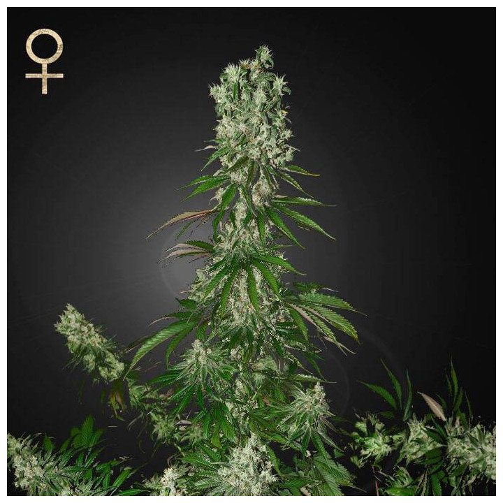White Strawberry Skunk (Strain Hunters)
