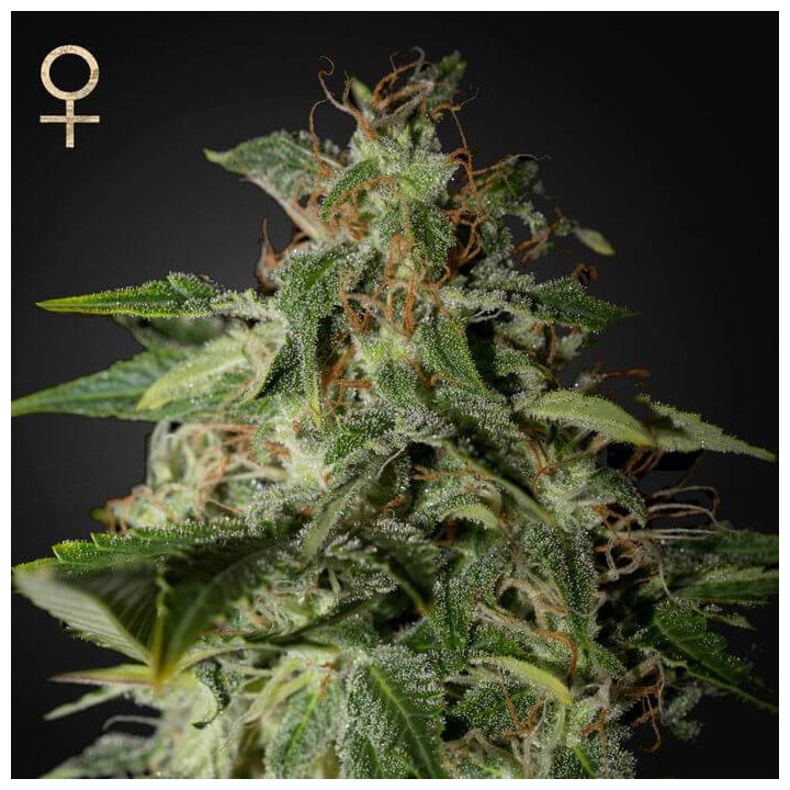 Afgooey (Strain Hunters)