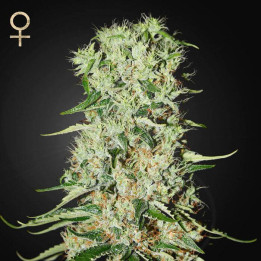 Damnesia (Strain Hunters)