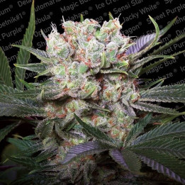 California Gold (Paradise Seeds)