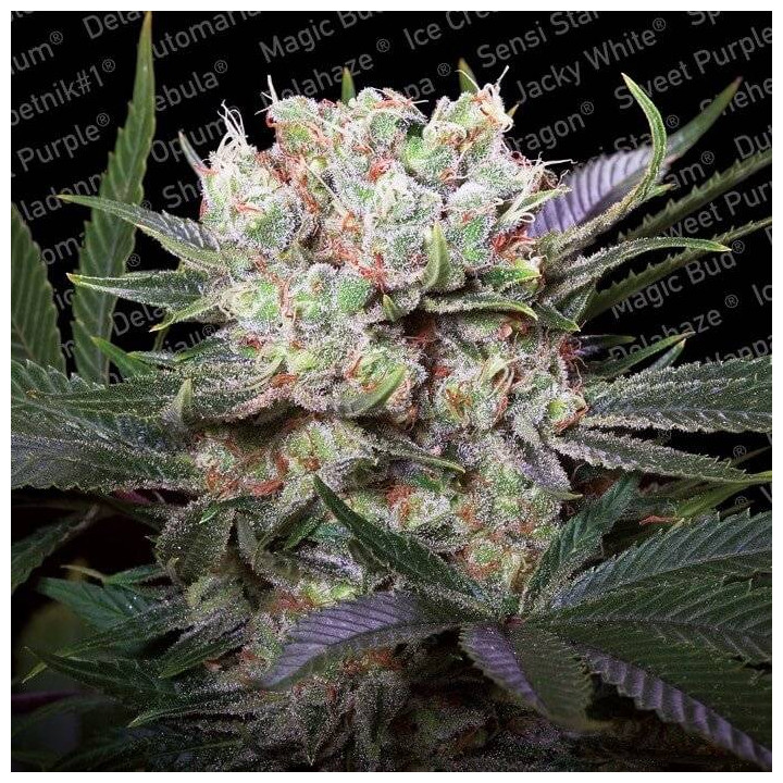 California Gold (Paradise Seeds)