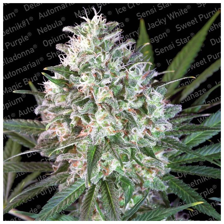 Space Cookies (Paradise Seeds)