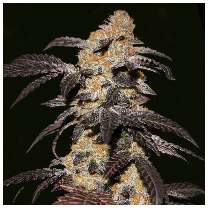 French Cookies (TH Seeds)