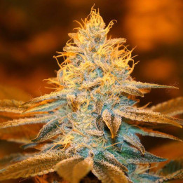 Strawberry Glue (TH Seeds)