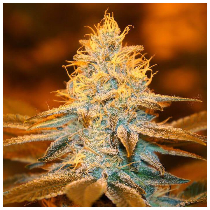 Strawberry Glue (TH Seeds)