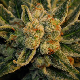 Bubblegum (TH Seeds)