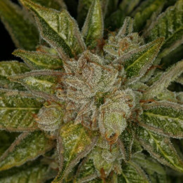 MK Ultra Kush (TH Seeds)