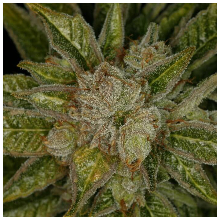 MK Ultra Kush (TH Seeds)