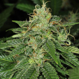 S.A.G.E. (TH Seeds)