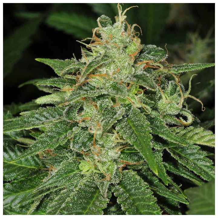 S.A.G.E. (TH Seeds)
