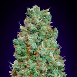 Auto Blueberry (00 Seeds)