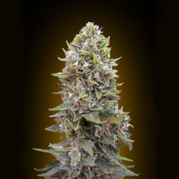 Auto Cheese Berry (00 Seeds)