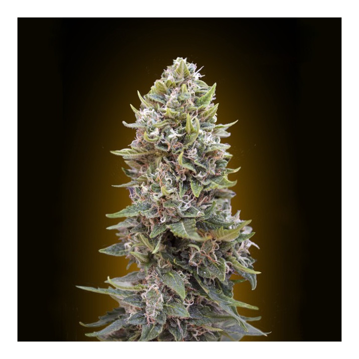 Auto Cheese Berry (00 Seeds)