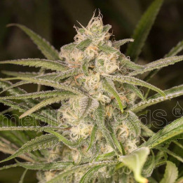 No Name Auto (Medical Seeds)