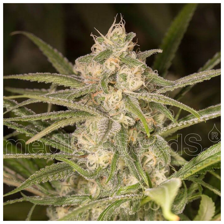 No Name Auto (Medical Seeds)