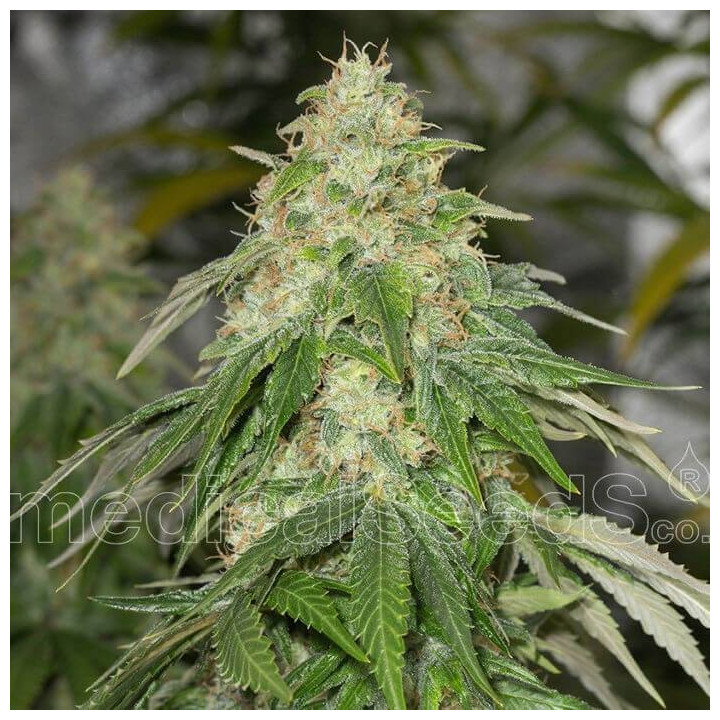 Some Sweet (Medical Seeds)
