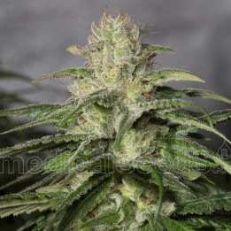 OG Kush CBD (Medical Seeds)