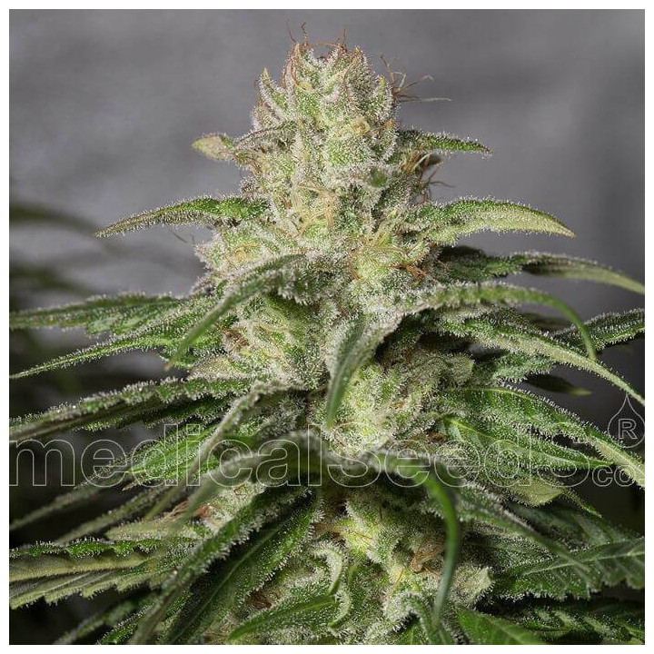 OG Kush CBD (Medical Seeds)