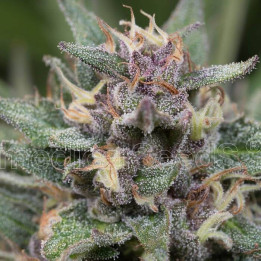 BlueHell Auto (Medical Seeds)