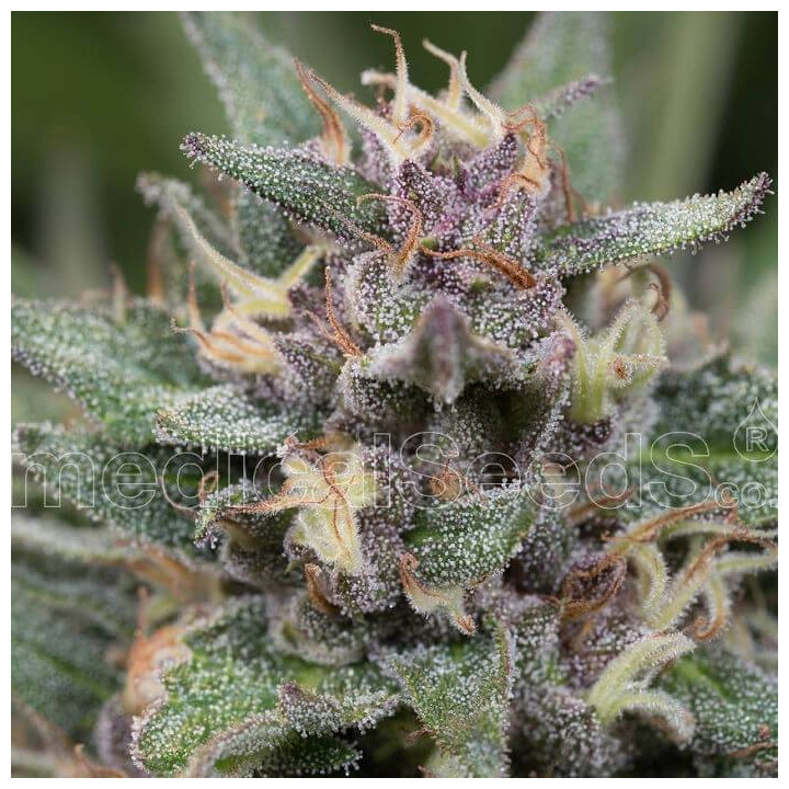BlueHell Auto (Medical Seeds)