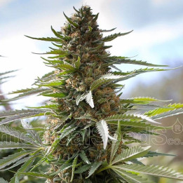 Over Dawg (Medical Seeds)