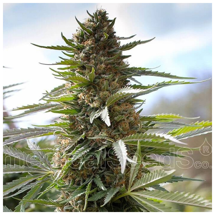 Over Dawg (Medical Seeds)