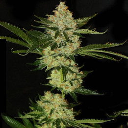 Underdawg Kush (TH Seeds)