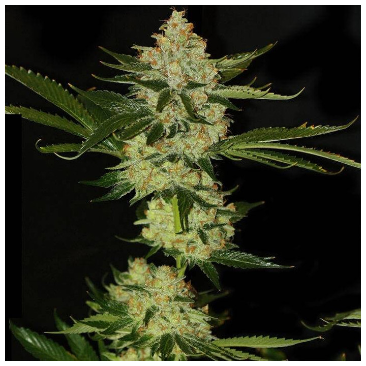 Underdawg Kush (TH Seeds)