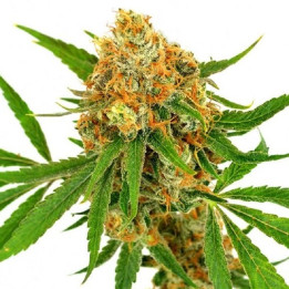 Auto Critical XXL - Semillas a granel