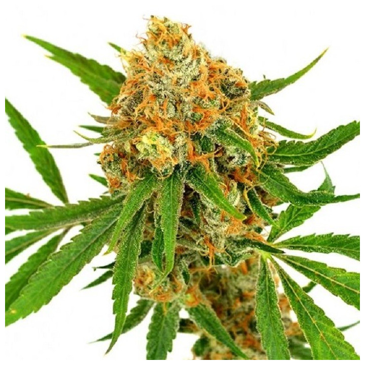 Auto Critical XXL - Semillas a granel