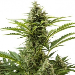Haze Plant Feminizada