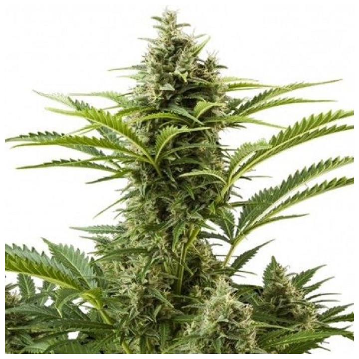 Haze Plant Feminizada