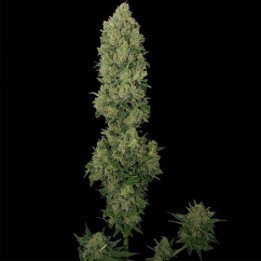 Amnesía Kush Feminizada