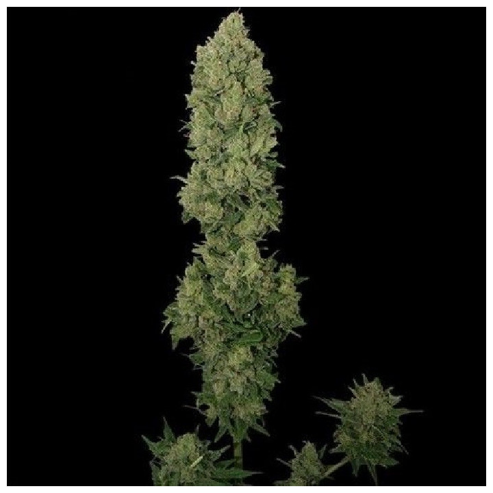 Amnesía Kush Feminizada