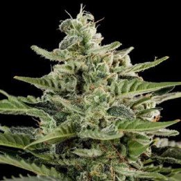 Critical + Feminizada