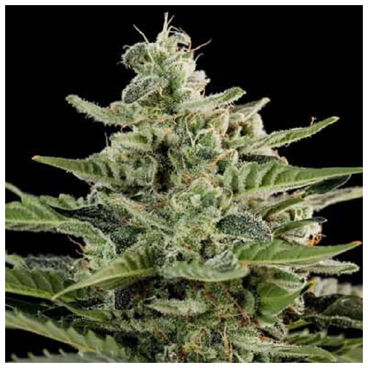 Critical + Feminizada