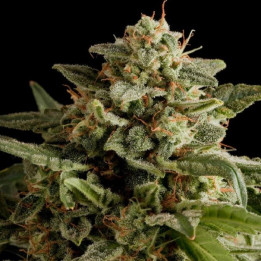Critical Bilbo Feminizada
