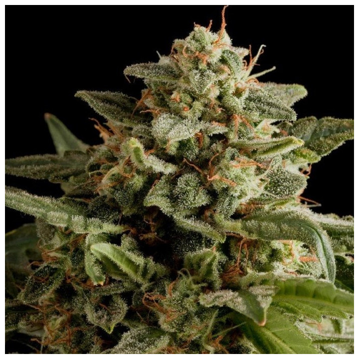 Critical Bilbo Feminizada