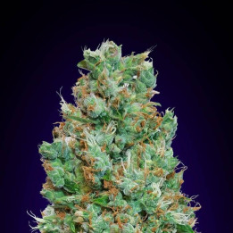 Automatic Collection 4 (00 Seeds)