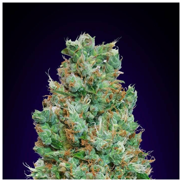 Automatic Collection 4 (00 Seeds)