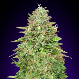 00 Kush (00 Seeds)