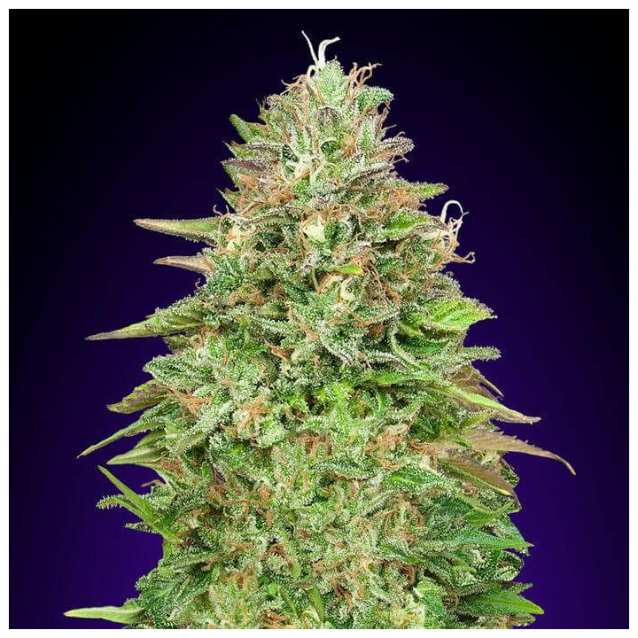 00 Kush (00 Seeds)