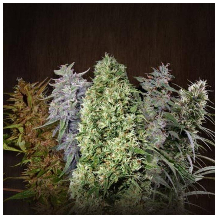 Ace Mix (Ace Seeds)