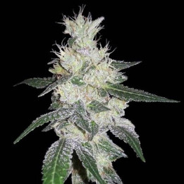 Bangi Congo x Panamá Feminizada  (Ace Seeds)