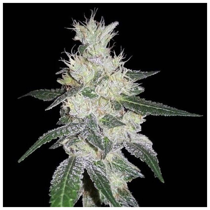 Bangi Congo x Panamá Feminizada  (Ace Seeds)